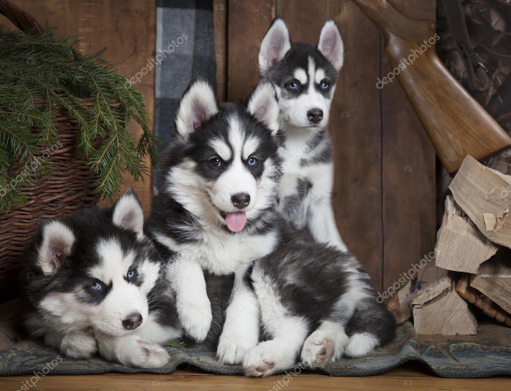 シベリアン ハスキー犬の子犬 ストック写真 C Alkir Dep シベリアン ハスキー犬の子犬 ストック写真 C Alkir Dep