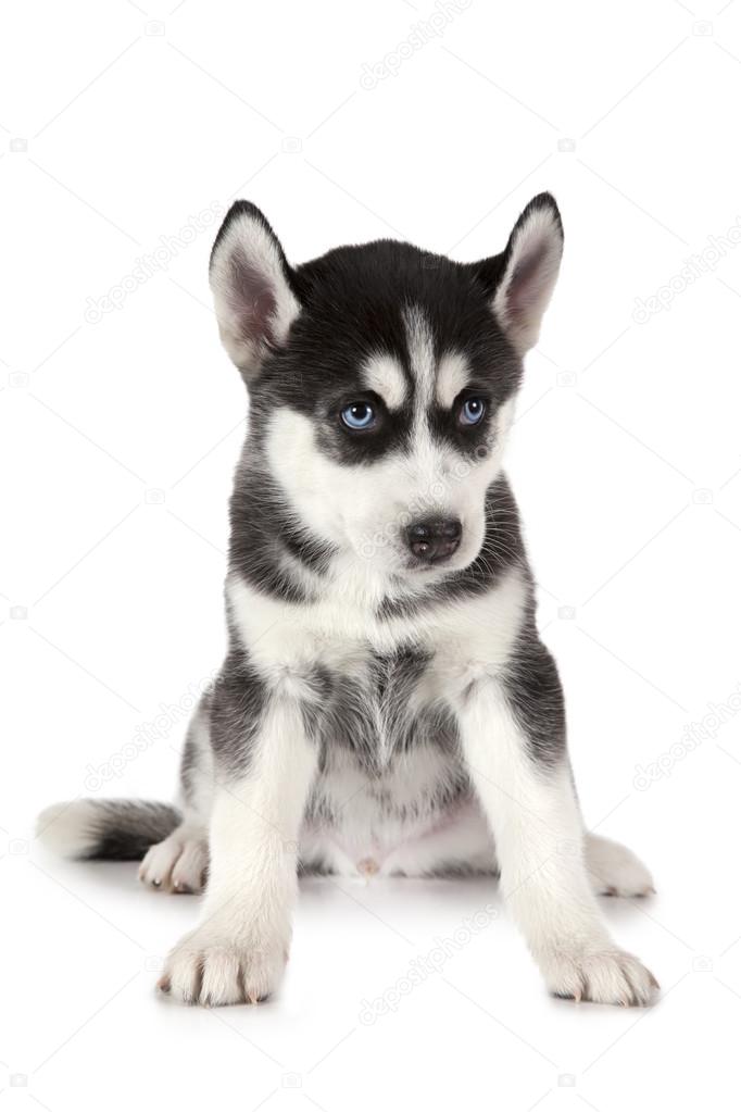 Chiots De Husky Sibérien Pure Race Photographie Alkirdep