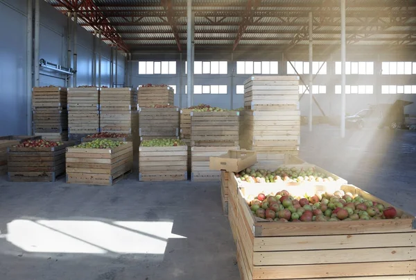 Large distribution warehouse with crates full of freshly picked apple