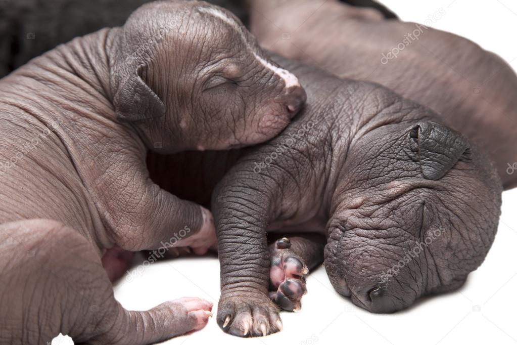 Cuccioli appena nati xoloitzcuintle messicano\u2013 immagine stock