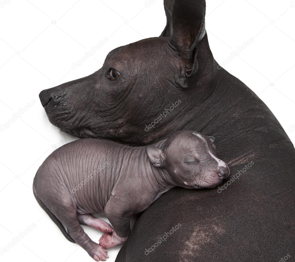 Cucciolo neonato xoloitzcuintle con sua madre\u2013 immagine stock