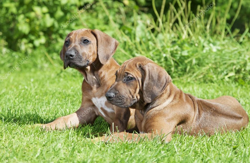 rhodesian ridgeback puppies price haired rhodesian ridgeback puppies outdoors stock photo 169 alkir dep 82155008 rhodesian ridgeback puppies price haired rhodesian ridgeback puppies outdoors stock photo 169 alkir dep 82155008