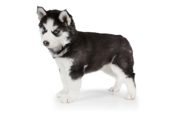 Chiot Husky Siberien 3 Mois Couche Devant Un Fond Blanc Husky Siberien Isole Sur Fond Blanc Descente Pose Stock Photo Chiot Husky Siberien 3 Mois Couche Devant Un Fond Blanc Husky Siberien Isole Sur Fond Blanc Descente Pose Stock Photo