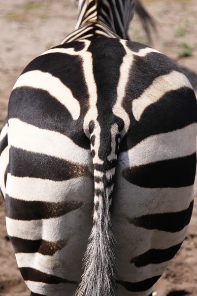 Zebra — Stockfoto