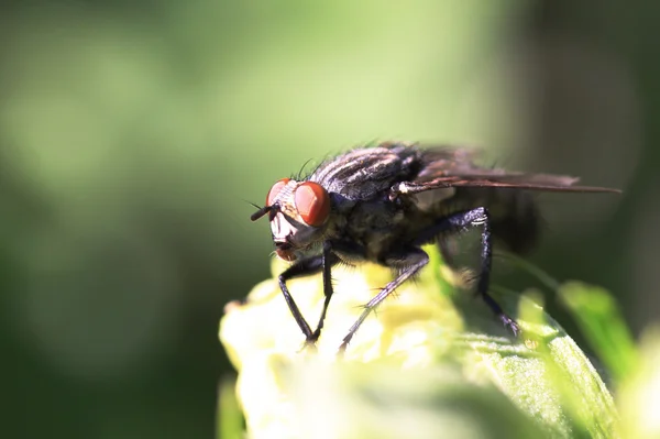 Makro de una mosca — Foto de Stock