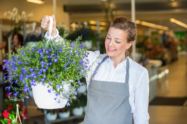 Fiorista sorridente che tiene la pianta viola del fiore nel negozio — Foto Stock