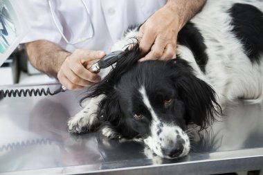 Sınır Collies kulak Machi ile inceleyerek doktor görüntü kırpılmış