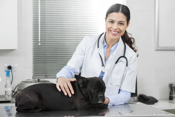 Vrouwelijke dierenarts onderzoek van Franse Bulldog op tafel — Stockfoto