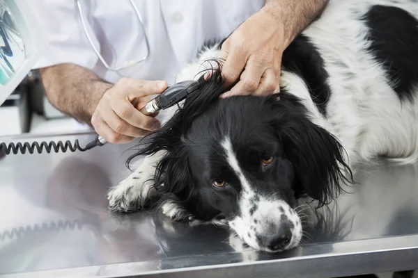 Levágott kép az orvos megvizsgálja a Border collie fül-val Machi — Stock Fotó