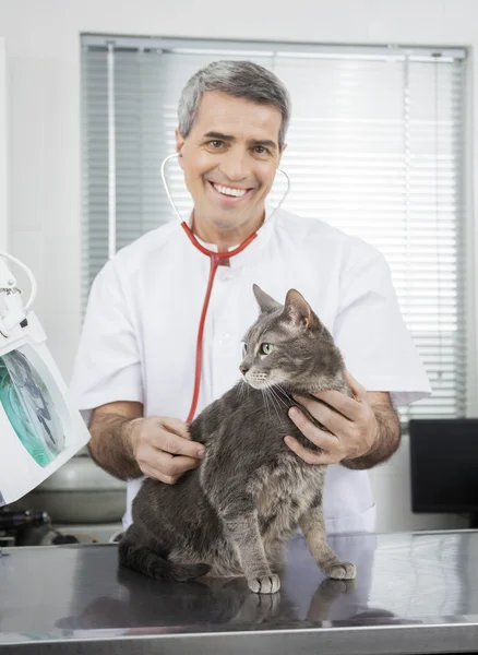 Счастливый доктор, осматривающий кошку со стетоскопом — стоковое фото