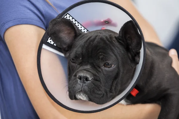 Bouledogue français portant cône tenue par fille — Photo