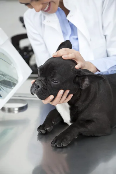 Mittelteil des Tierarztes hält Kopf französischer Bulldoggen — Stockfoto