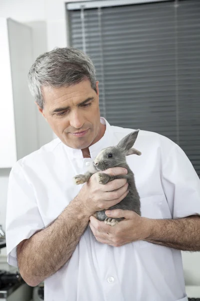 Vet Holding La Rabbit În Clinică — Fotografie, imagine de stoc