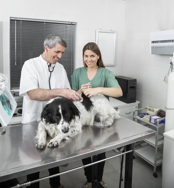 Nurse Giving Injection To Border Collie By Doctor — Stock Photo, Image