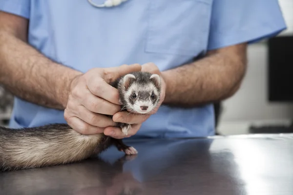 Carino weasel tenuto da maschio medico in clinica — Foto Stock