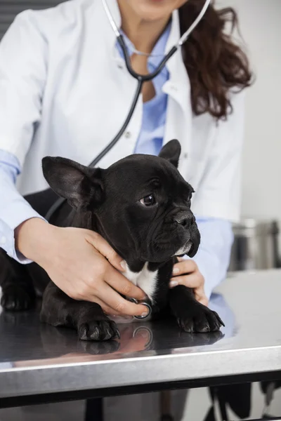 Midsection de Vet examinando Bulldog francês com estetoscópio — Fotografia de Stock