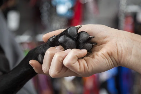 Womans mano tenendo Bulldogs francese zampa — Foto Stock