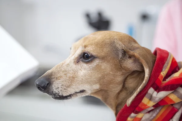 Dachshund Dog di Klinik Basah — Stok Foto