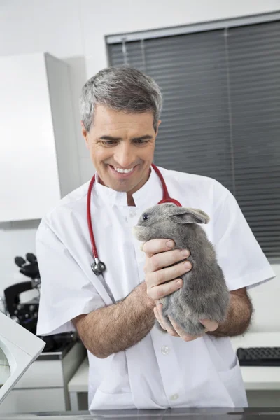 Tułów szczęśliwy lekarza weterynarii posiadający ładny królik — Zdjęcie stockowe