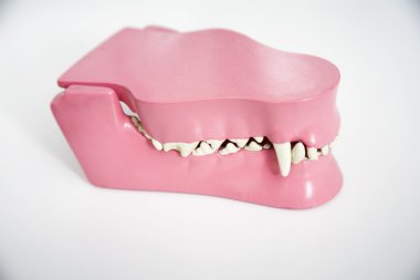 Hayvan çenedeki yapay veteriner Kliniği