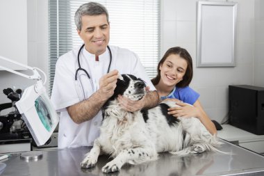Doktor kız tarafından ayakta iken köpekler gözlerinin içine damla koyarak