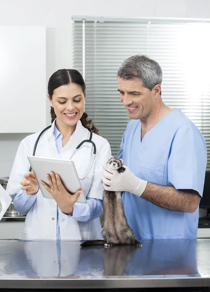 Doctor con Tablet Computer por su colega que sostiene la comadreja —  Fotos de Stock