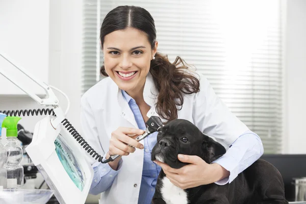 Portrait De Vétérinaire Examinant Bulldog Avec Otoscope — Photo