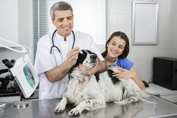 Médico poniendo gotas en los ojos de los perros mientras está de pie por chica — Foto de Stock