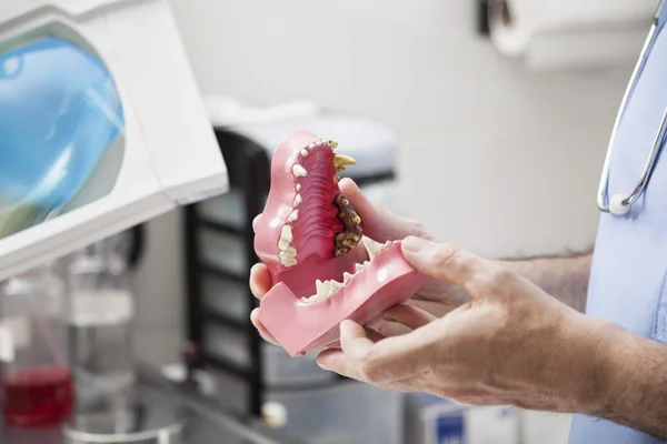 Veterinari mani che tengono mandibola artificiale in clinica — Foto Stock