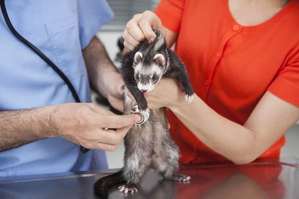 Musang Pemeriksaan Vet Pria Dengan Stetoskop Ditahan Oleh Wanita — Stok Foto