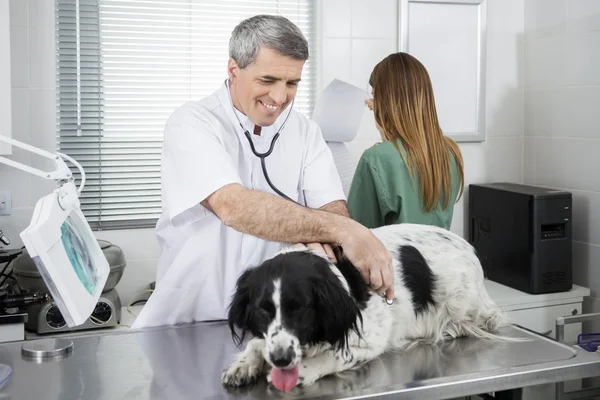 Docteur examinant Border Collie sur la table — Photo