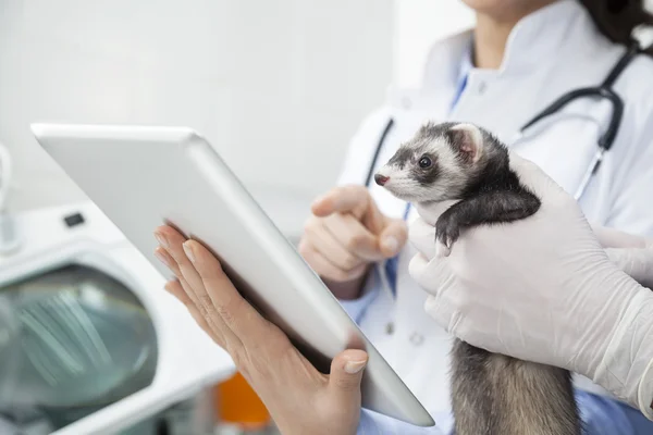 Médecins mains tenant Weasel tout en collégial en utilisant une tablette numérique — Photo