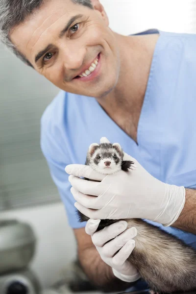 Fiducioso maschio Vet Holding donnola in clinica — Foto Stock