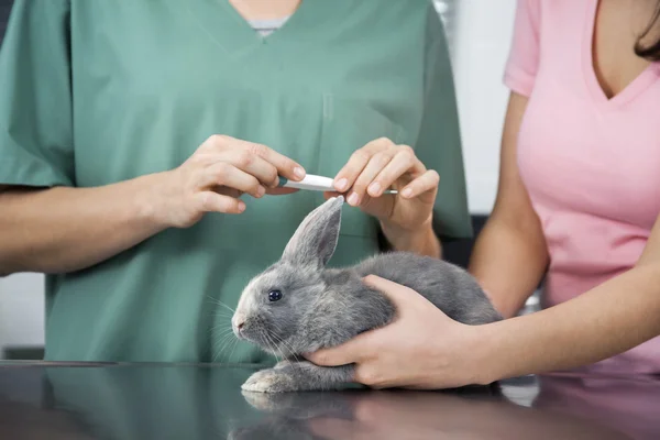 Enfermeira medindo a temperatura do coelho com termômetro por mulher — Fotografia de Stock