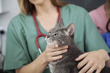 Midsection bir kedi dokunmadan doktor