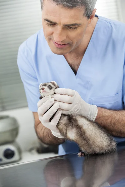 Tierarzt untersucht Wiesel auf Tisch in Klinik — Stockfoto