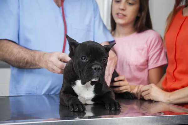 Bulldog eläinlääkärin ja perheen kanssa klinikalla — kuvapankkivalokuva