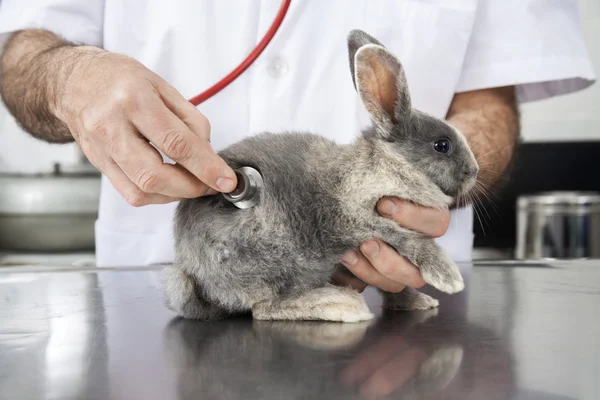 Medico esame coniglio con stetoscopio in clinica — Foto Stock