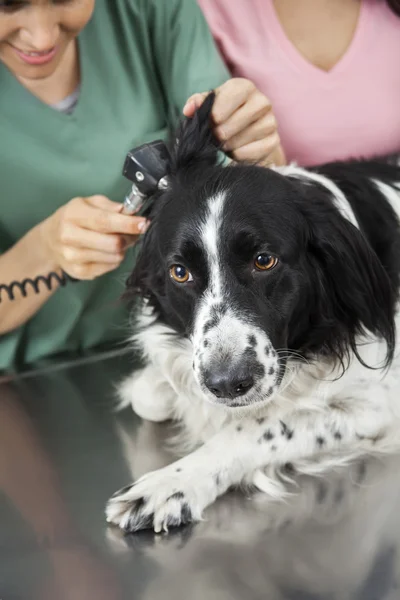 Frontera collies oído siendo examinado por hembra veterinaria —  Fotos de Stock