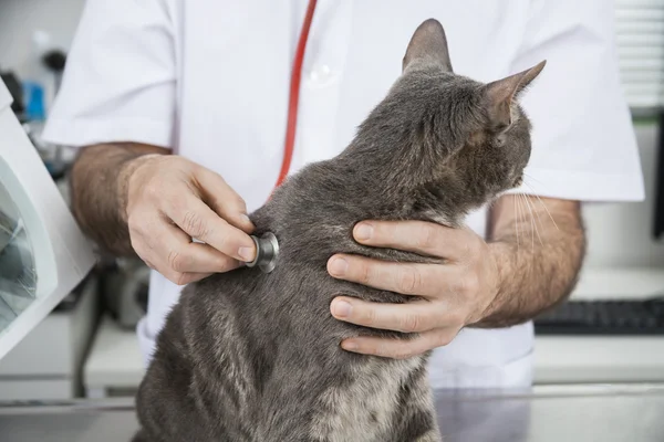 청진 기를 가진 고양이 검사 하는 의사의 중앙부 — 스톡 사진