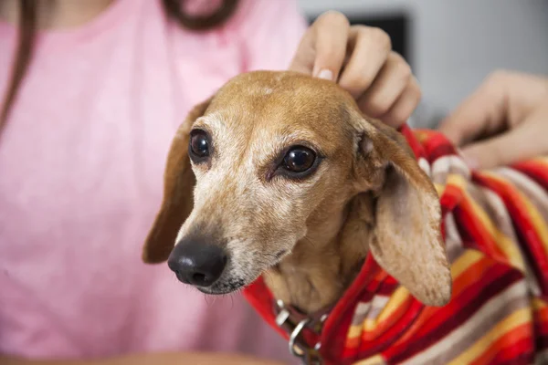 Midsection Of Girl Touching Ill Dachshund — Stock Photo, Image