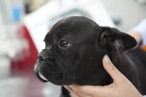 特写镜头的兽医接触法国斗牛犬 — 图库照片