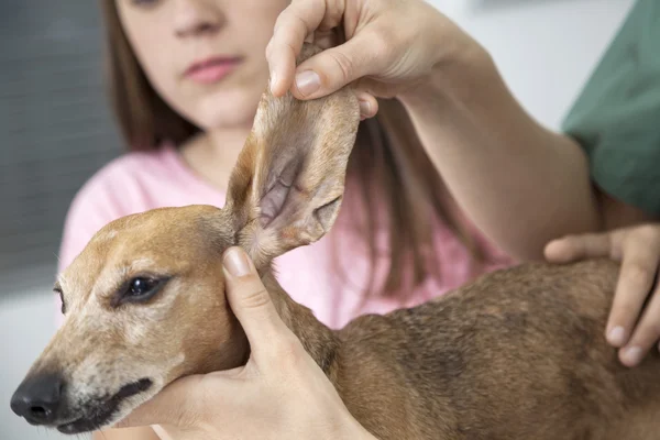 Foto dibelah Vet Pemeriksaan Dachshunds Telinga Dengan Girl — Stok Foto