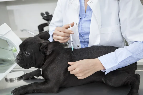 Midsection De Veterinaria Dando Vacuna A Bulldog Francés —  Fotos de Stock