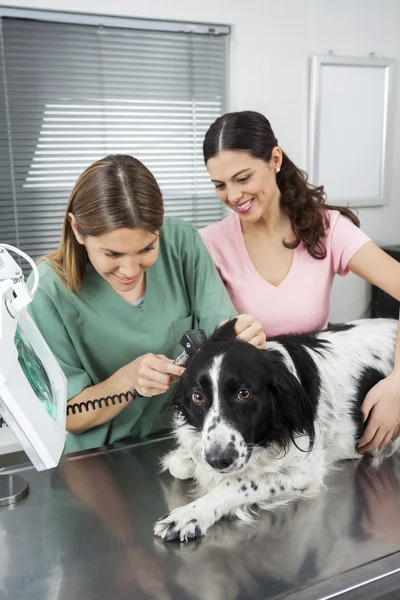 Vétérinaire examinant frontière collies oreille avec otoscope par femme — Photo