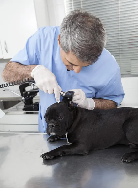 Mies eläinlääkäri tutkii Ranskan Bulldog kanssa Otoscope — kuvapankkivalokuva