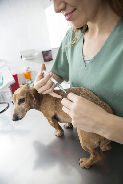 Midsection De Asistenta Giving Injection Pentru Bolnavă Dachshund — Fotografie, imagine de stoc