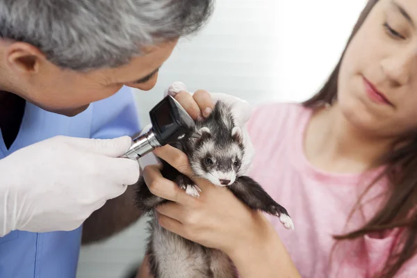Dierenarts onderzoekt wezels oor met een Otoscoop door meisje In kliniek — Stockfoto