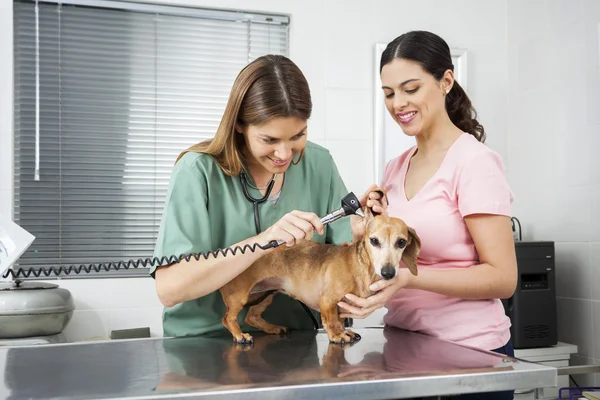 Donna veterinario esaminando bassotti orecchio con otoscopio da donna — Foto Stock