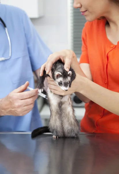 Tierarzt spritzt Wiesel, das von Frau gehalten wird — Stockfoto